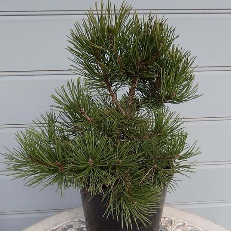 Pinus mugo ‘Pincushion’ – Dwarf Mountain Pine