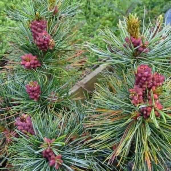 Pinus parviflora ‘Fukuzumi’ (Japanese White Pine)