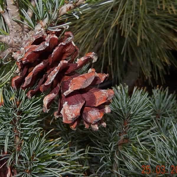 Pinus parviflora ‘Glauca’ (Japanese White Pine)