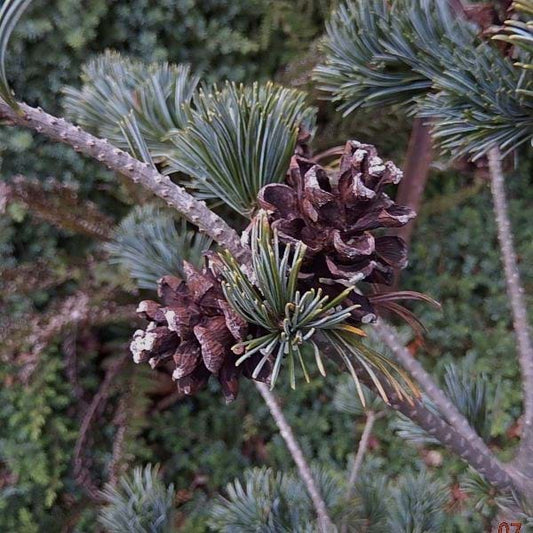 Pinus parviflora ‘Hatsukasa’ (Japanese White Pine)