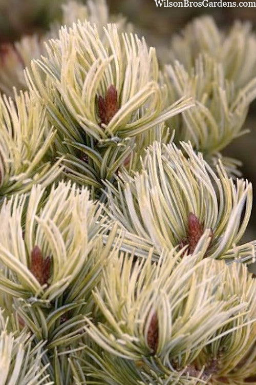 Pinus parviflora ‘Ogon’ (Japanese White Pine)