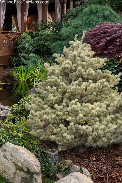 Pinus parviflora ‘Ogon’ (Japanese White Pine)