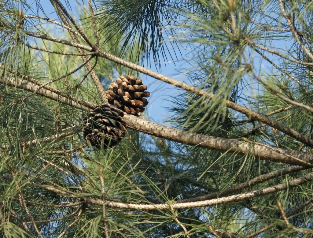 Pinus pinea – Stone Pine