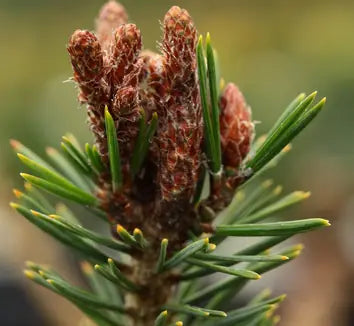 Pinus strobus ‘Merrimack’ – Eastern White Pine