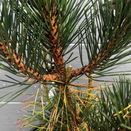 Pinus thunbergii ‘Christmas Tree’ – Japanese Black Pine