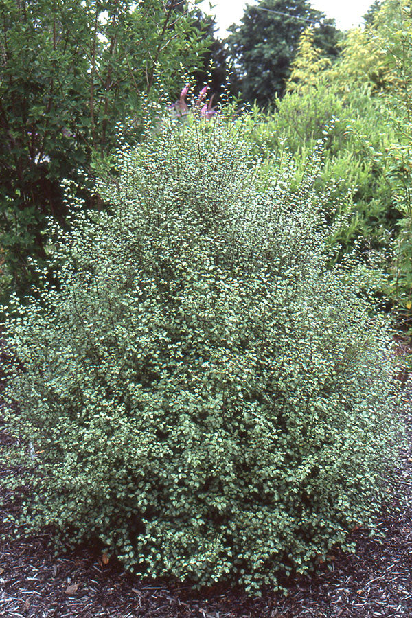 Pittosporum Tenuifolium 'Silver Sheen' (Silver Sheen Pittosporum)
