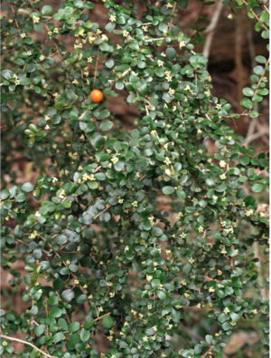 Pittosporum Multiflorum 'Orange Thorn'
