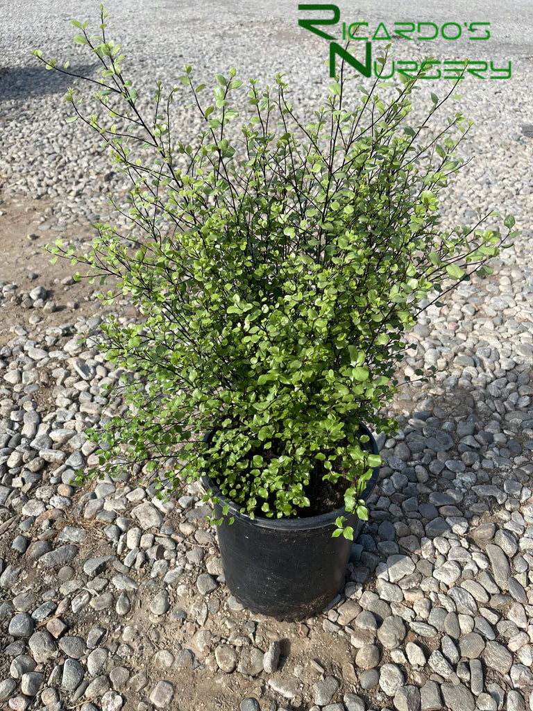 Pittosporum Tenuifolium 'Silver Sheen' (Silver Sheen Pittosporum)