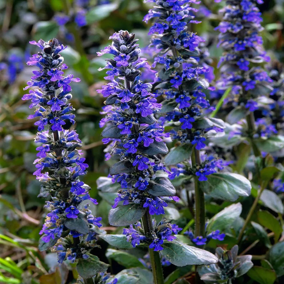 Ajuga 'Catlin's Giant' (Catlin's Giant Bugleweed)