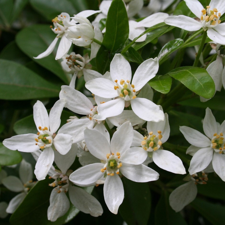 Choisya Ternata (Mexican Orange Blossom)