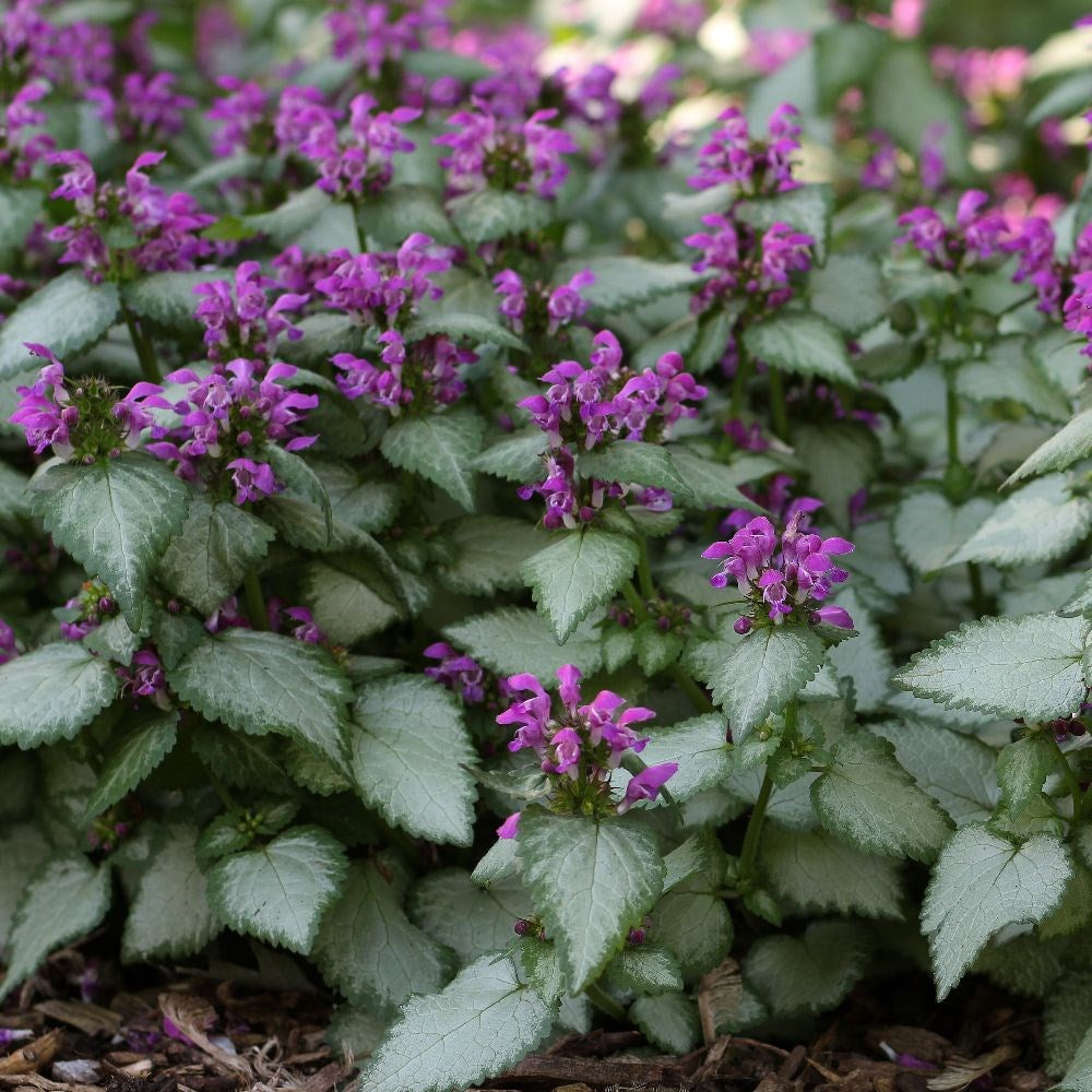 Lamium Maculatum 'Beacon Silver' (Beacon Silver Dead Nettle)