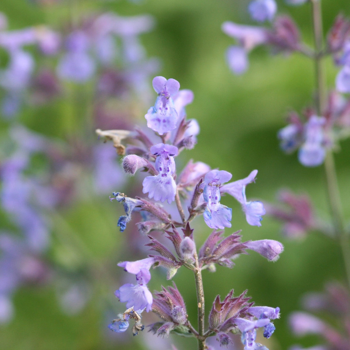 Nepeta × faassenii (Catmint)
