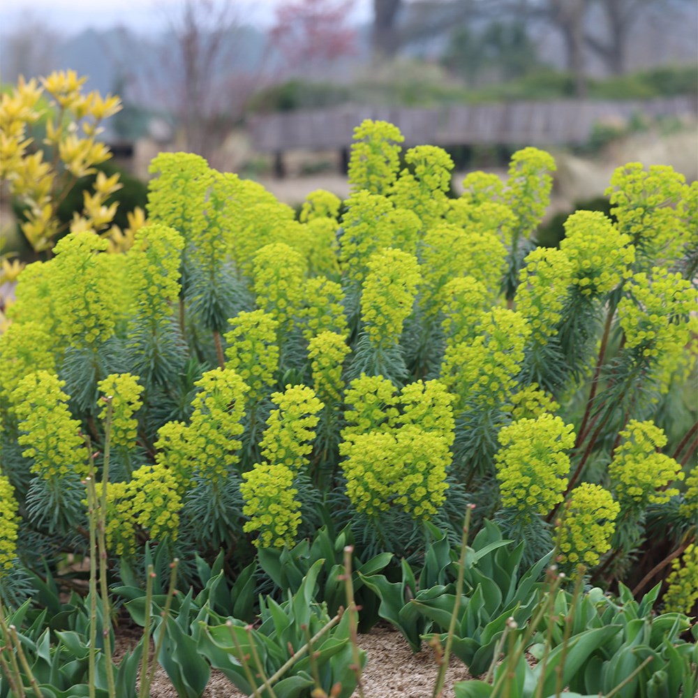 Euphorbia characias subsp. wulfenii (Mediterranean Spurge)