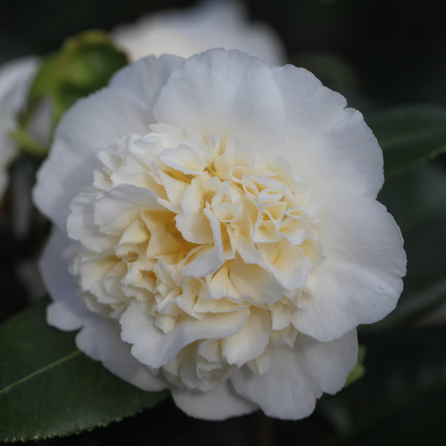 Camellia japonica ‘Brushfields Yellow’