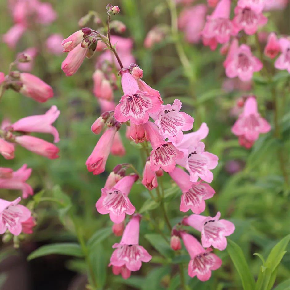 Penstemon 'Hidcote Pink' (Hidcote Pink Penstemon)