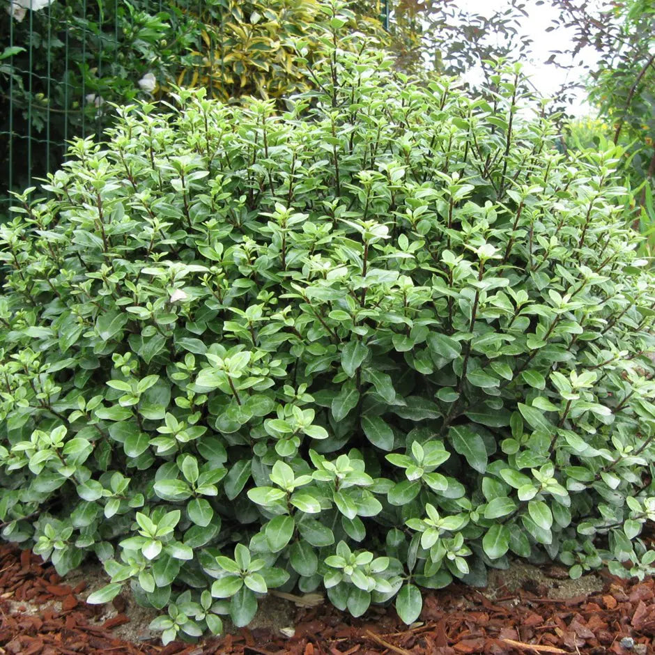 Pittosporum tenuifolium (Golf Ball)