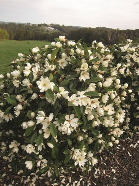 Magnolia 'Fairy Cream' (Syn. Michelia 'Fairy Cream') (Fairy Cream Magnolia)