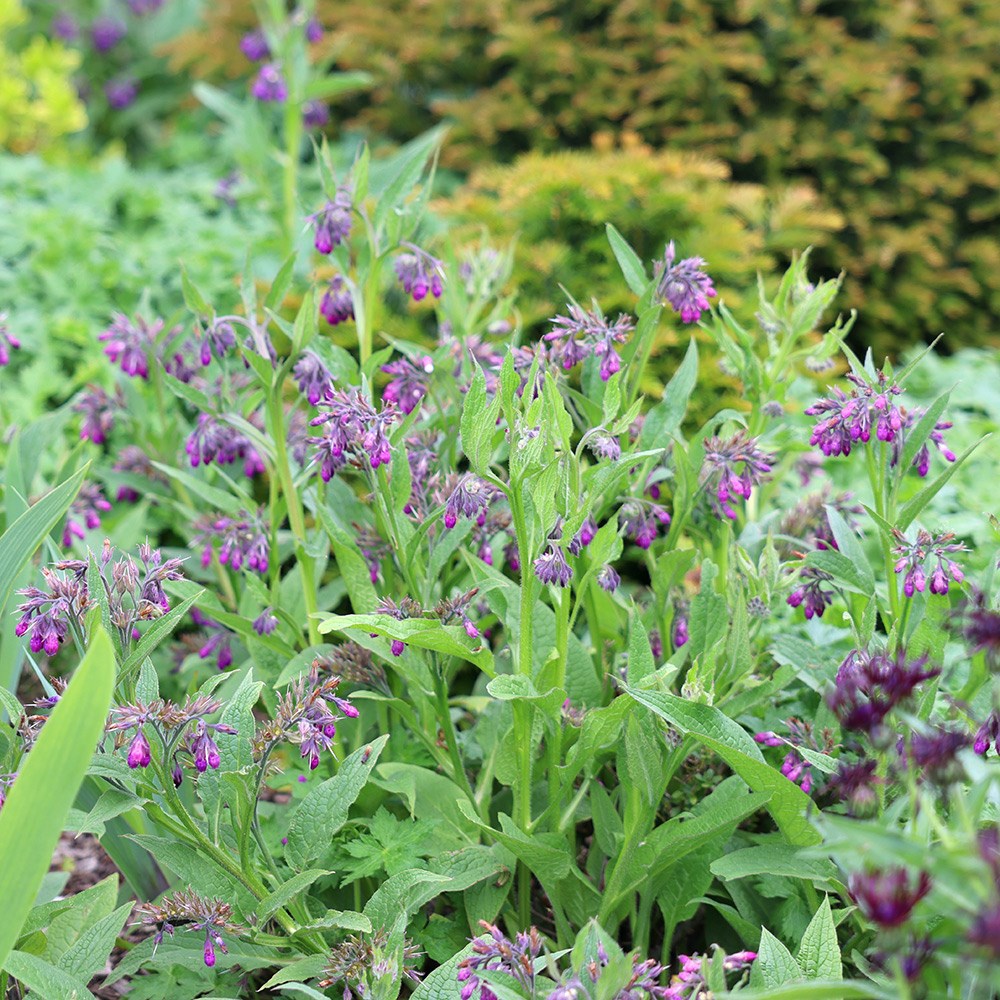 Comfrey (Symphytum officinale)