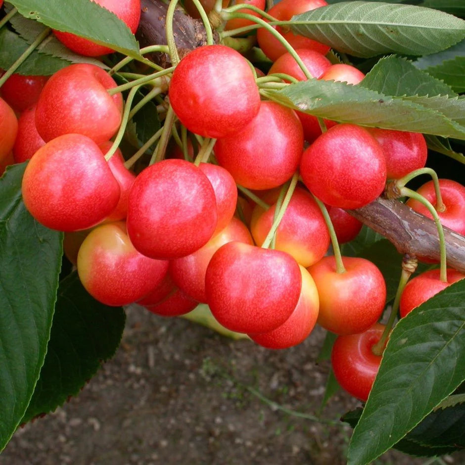 Prunus Avium (Cherry Starkrimson) | SELF FERTILE