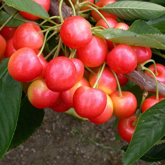 Prunus Avium (Cherry Starkrimson) | SELF FERTILE