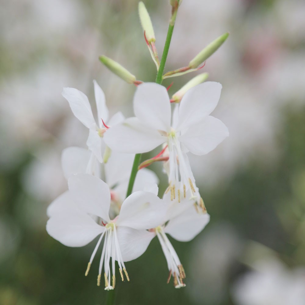 Oenothera Lindheimeri 'White' (White Gaura)