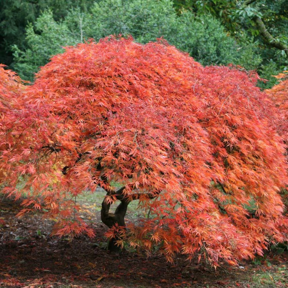 Acer Palmatum Dissectum ‘Brocade’ (Brocade Japanese Maple)