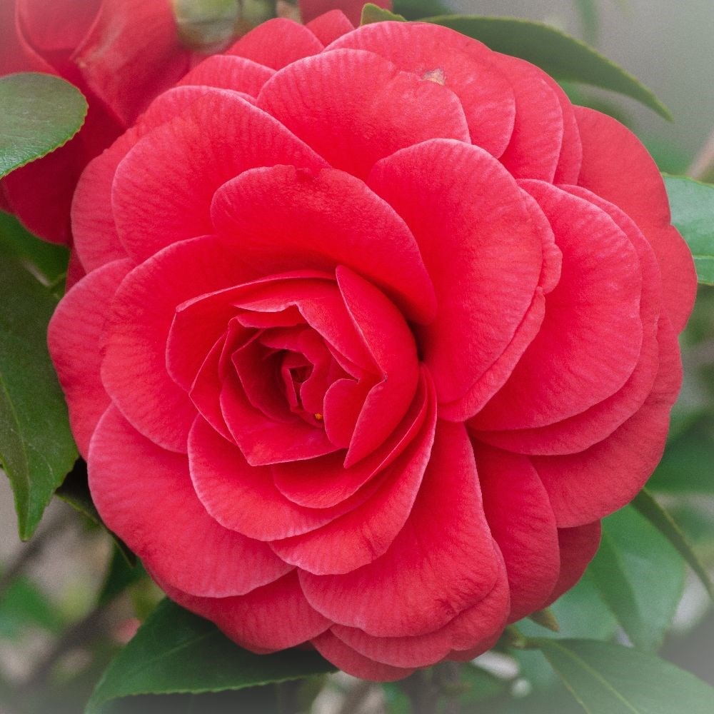 Camellia japonica ‘Black Lace’
