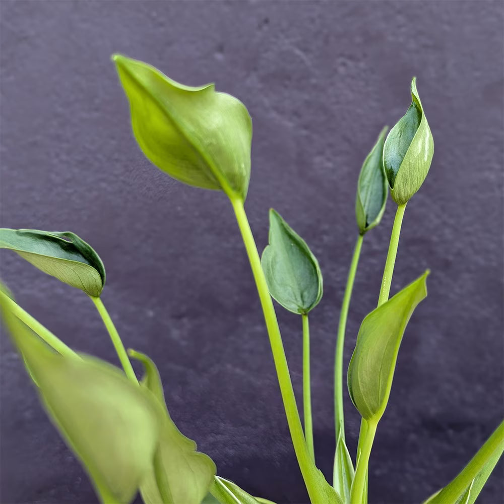 Alocasia 'Tiny Dancer' (Tiny Dancer Elephant Ear)