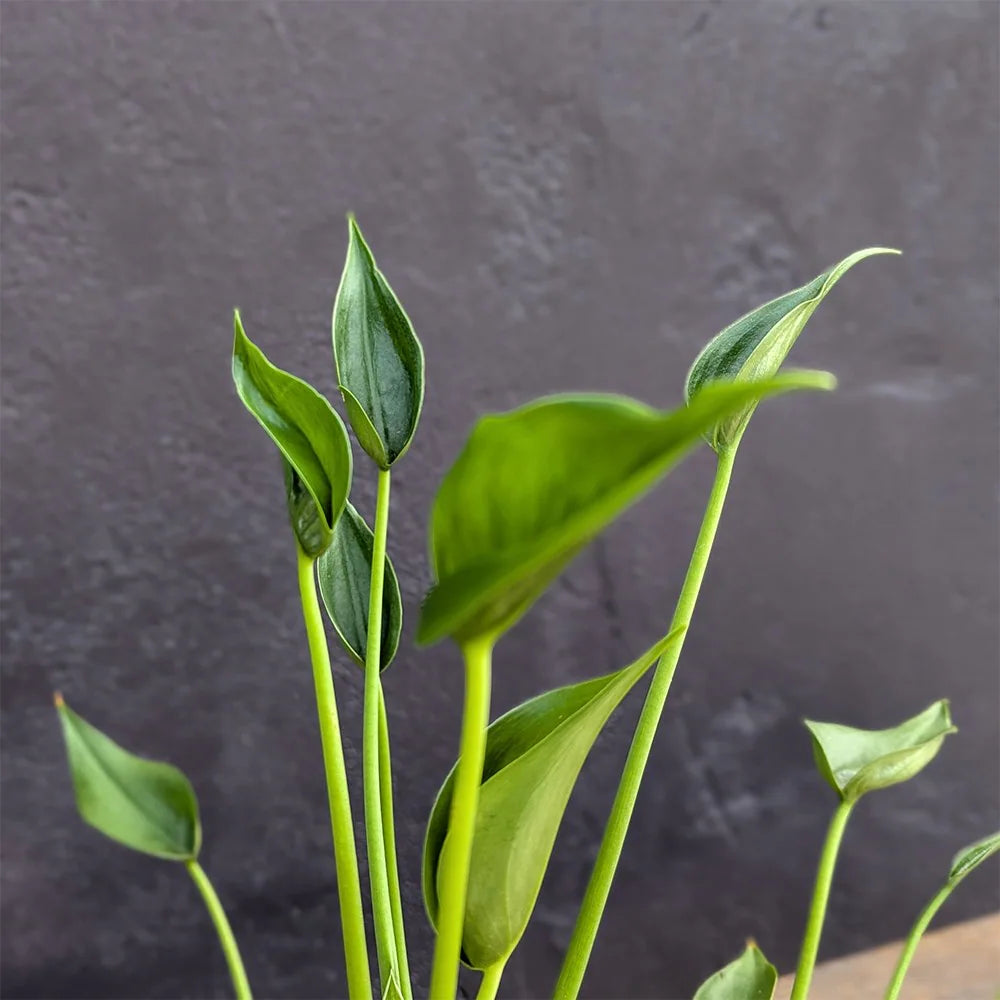 Alocasia 'Tiny Dancer' (Tiny Dancer Elephant Ear)