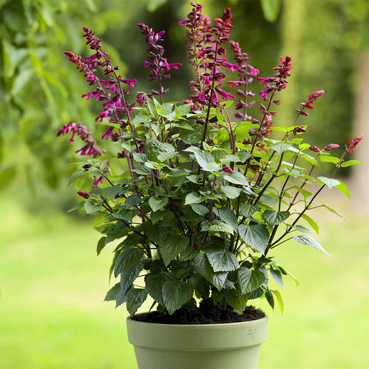 Salvia ‘Salgoon Lake Strawberry’ (Lake Series Salvia)