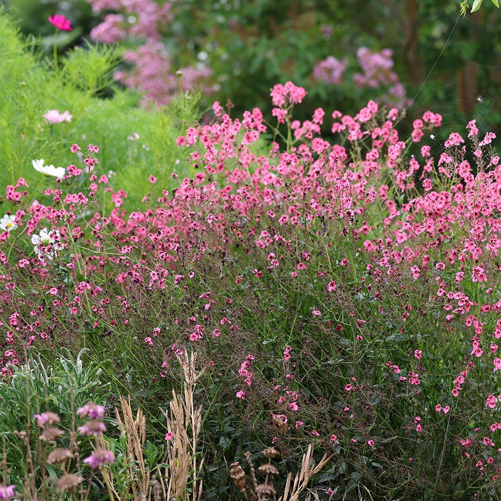 Diascia Spp. (Pink Diascia)
