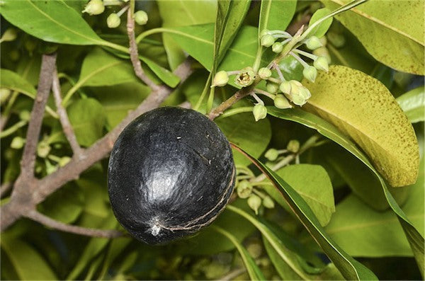 Planchonella australis (Black Apple)
