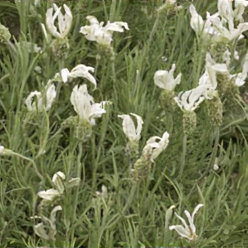 Lavandula Stoechas ‘Alba’ (Italian White Lavender)