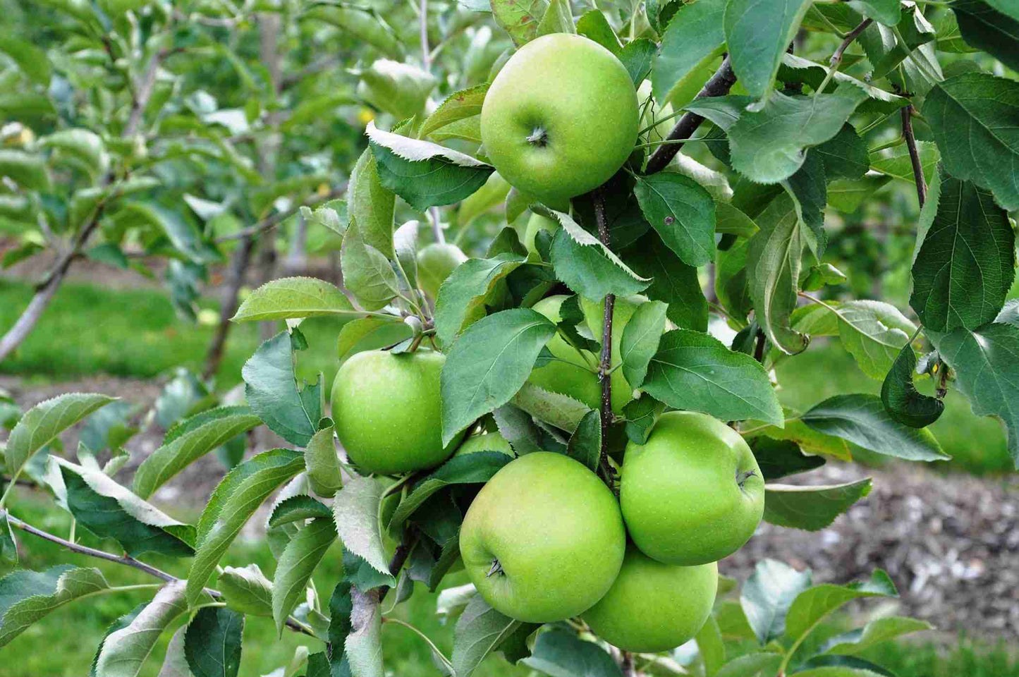 Malus Domestica 'Leprechaun' (Dwarf Granny Smith Apple)