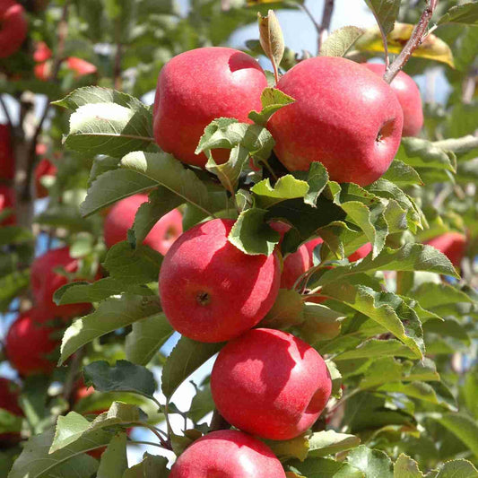 DWARF | Malus Domestica (Apple Pinkabelle)