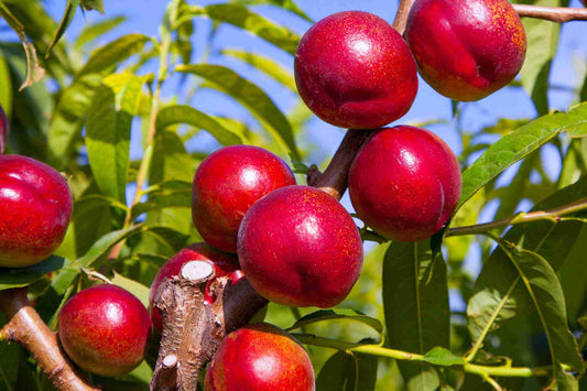 Prunus Persica var. Nucipersica 'Crimson Baby' (Dwarf Crimson Baby Nectarine)