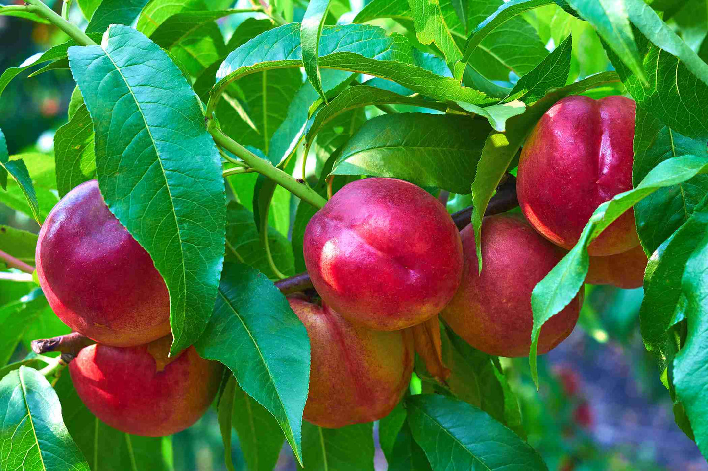 Prunus Persica var. Nucipersica 'Fantasia' (Dwarf Fantasia Nectarine)