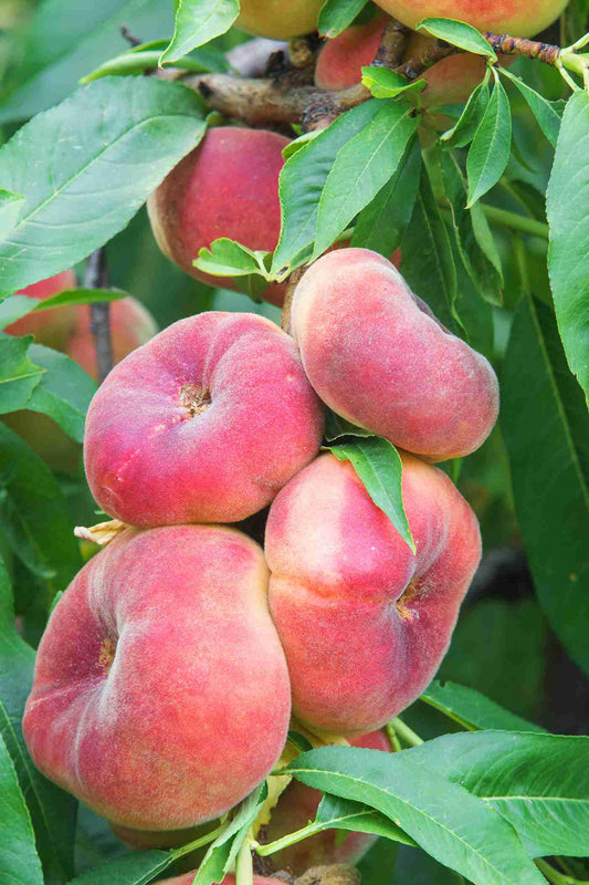 Prunus Persica 'O'Henry' (Dwarf O'Henry Peach)