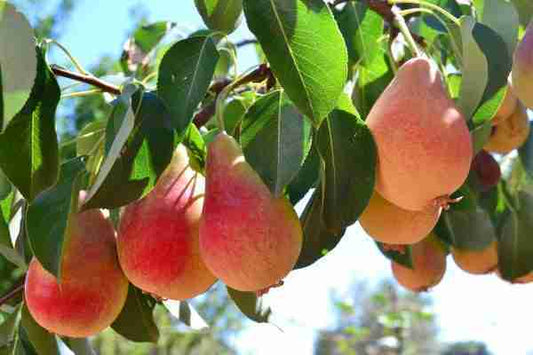 Pyrus communis 'Sungold™' (Sungold™ Dwarf Pear)