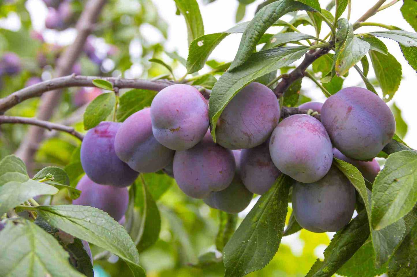 Plum Elephant Heart BL L Fr