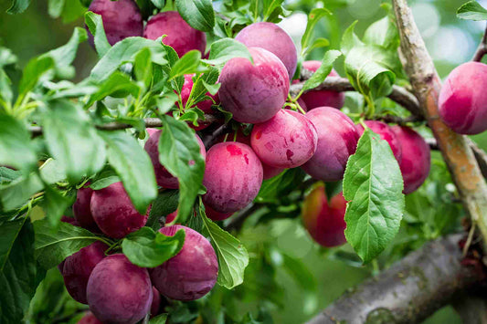 Prunus Domestica 'Narrabeen' (Plum Narrabeen)