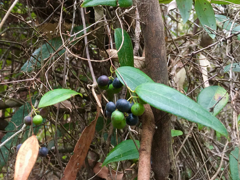 Smilax glyciphylla (Sweet Sarsaparilla / Native Sarsaparilla)