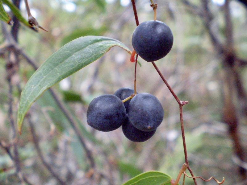 Smilax glyciphylla (Sweet Sarsaparilla / Native Sarsaparilla)