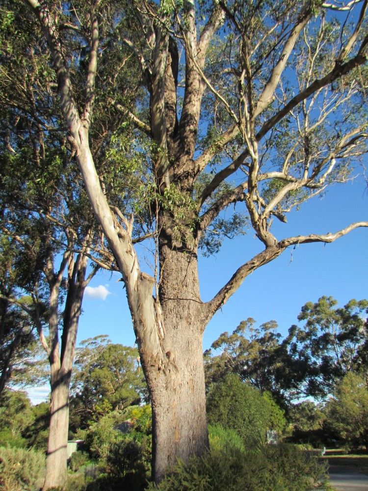 Grey Box – Hardy Native Eucalyptus with White Flowers – Nursery ...