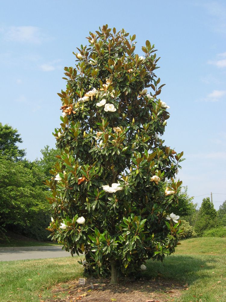 Magnolia grandiflora (Southern Magnolia)