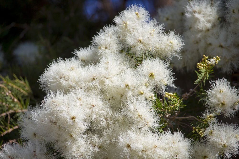 Melaleuca Linariifolia (Snow in Summer)
