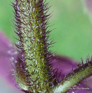 Plectranthus ciliatus – Speckled Spur-flower