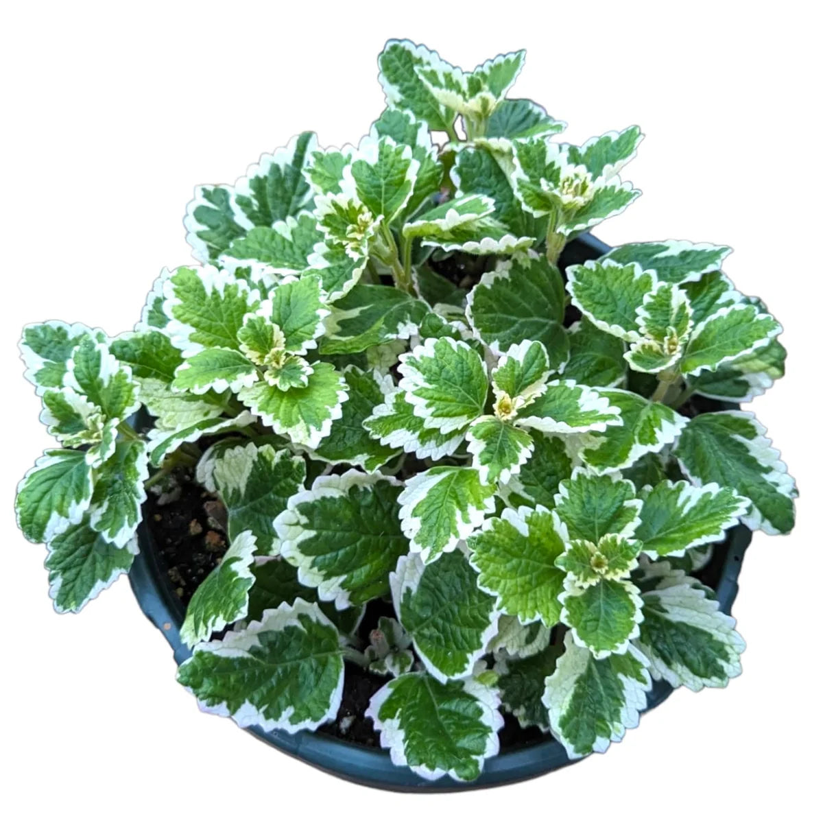 Plectranthus Forsteri 'Marginatus' (Variegated Plectranthus)