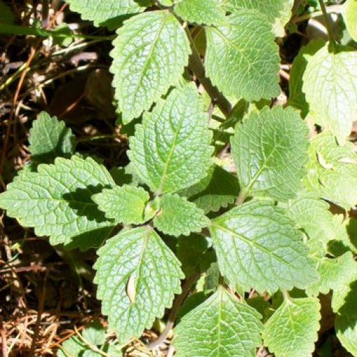 Plectranthus parviflorus (Little Spurflower / Cockspur Flower)
