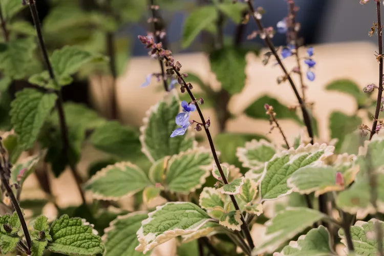 Plectranthus ‘Pygmy’ (Compact Spur Flower)
